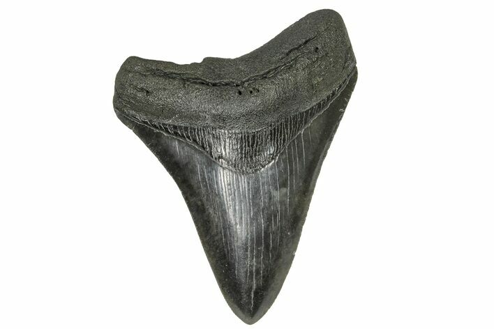 Serrated, Fossil Megalodon Tooth - South Carolina #169201